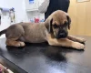 Great Dane