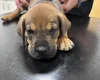 Great Dane