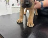 Great Dane
