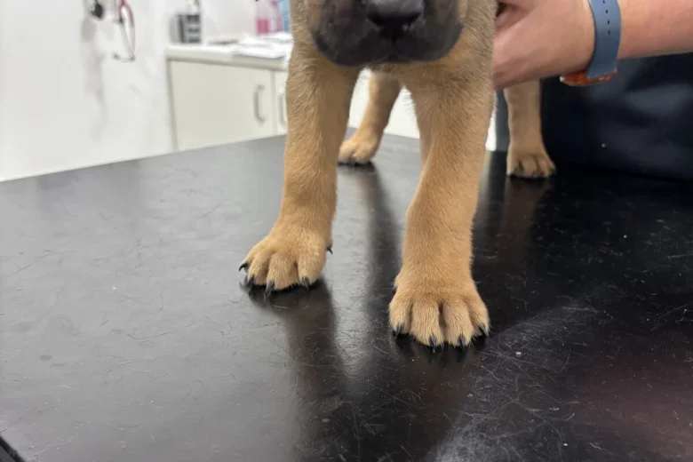 Great Dane