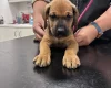 Great Dane