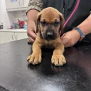 Great Dane