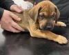 Great Dane