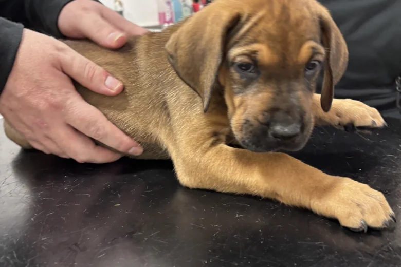 Great Dane