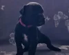 Great Dane