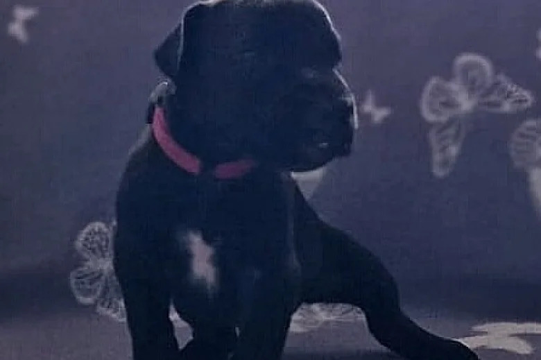 Great Dane