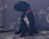 Great Dane