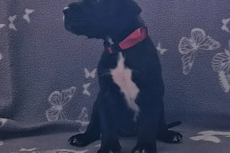 Great Dane