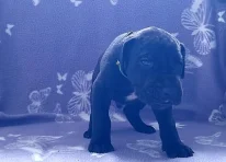 Puppy 2