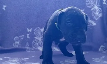 Great Dane