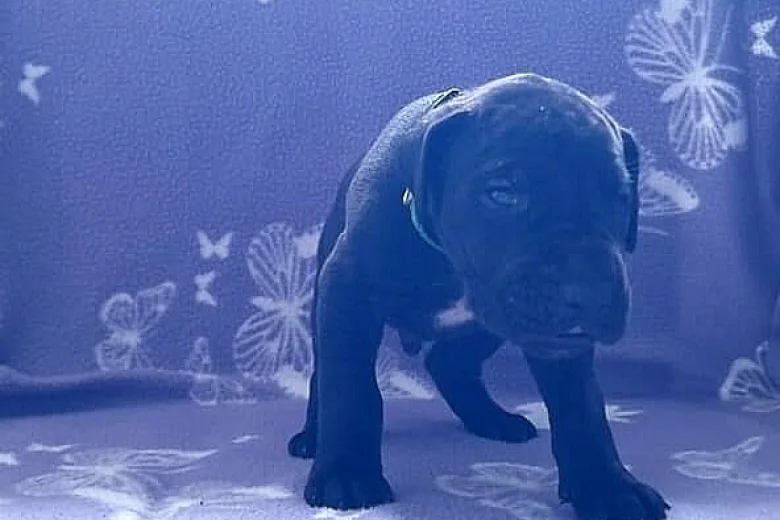 Great Dane