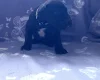 Great Dane