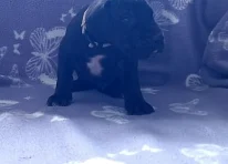 Puppy 1