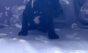 Great Dane