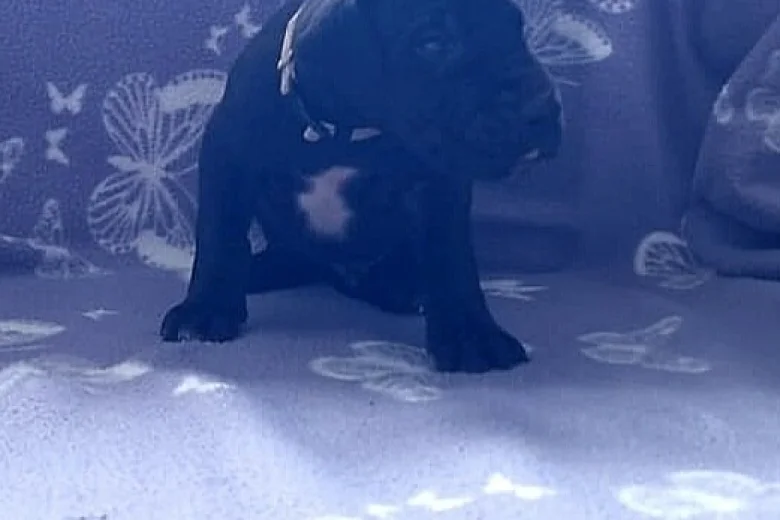 Great Dane