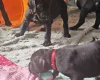 Great Dane