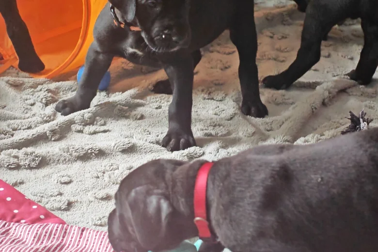 Great Dane