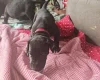 Great Dane