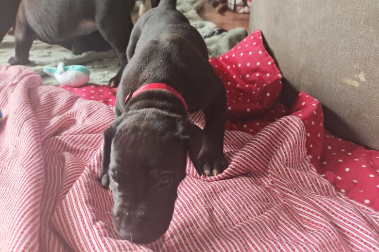Great Dane
