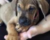 Great Dane