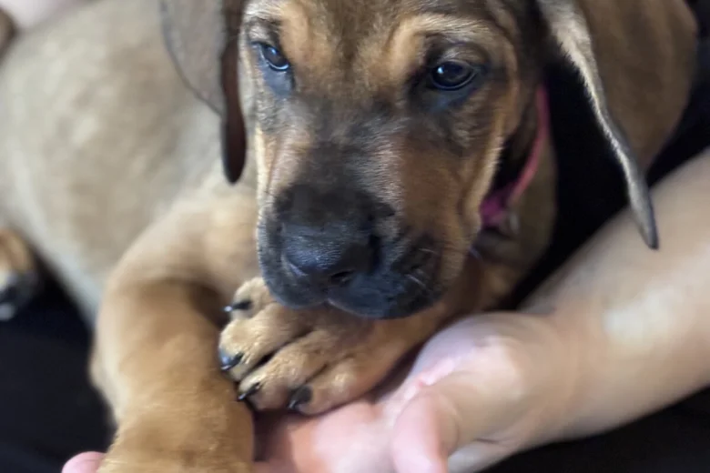 Great Dane