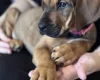 Great Dane