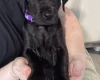 Great Dane
