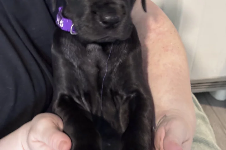 Great Dane
