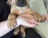Great Dane