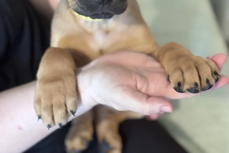 Great Dane