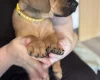 Great Dane