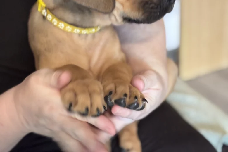 Great Dane