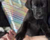 Great Dane
