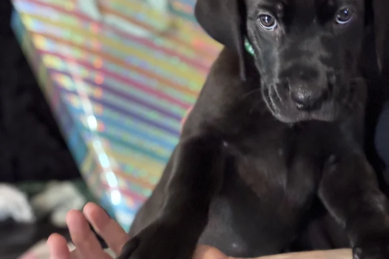 Great Dane