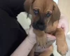 Great Dane