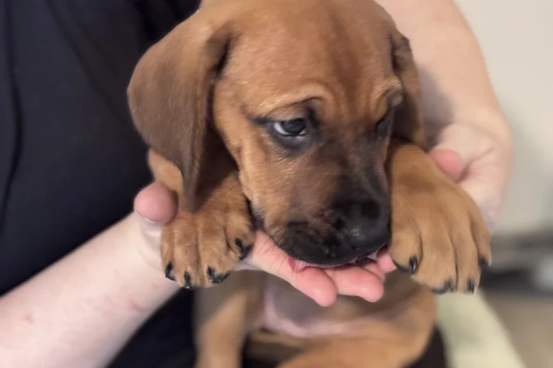 Great Dane