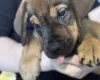 Great Dane