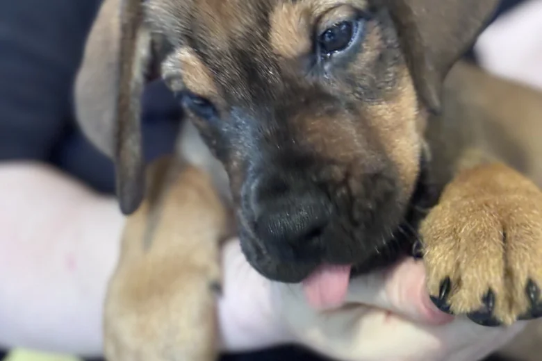 Great Dane