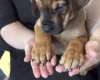 Great Dane