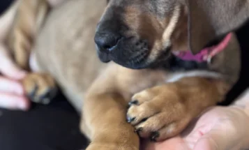 Great Dane