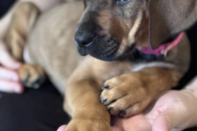 Great Dane