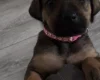 Great Dane