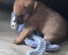 Great Dane