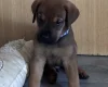 Great Dane