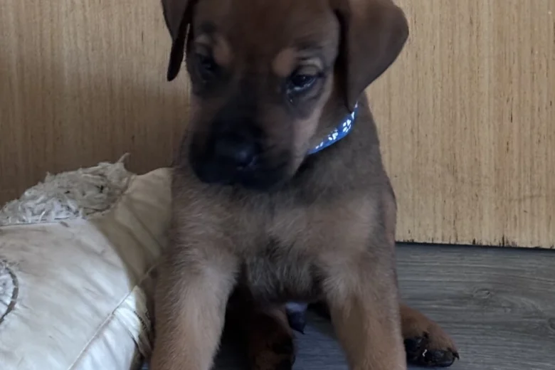 Great Dane