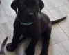 Great Dane