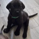 Great Dane