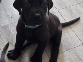 Great Dane