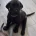 Great Dane