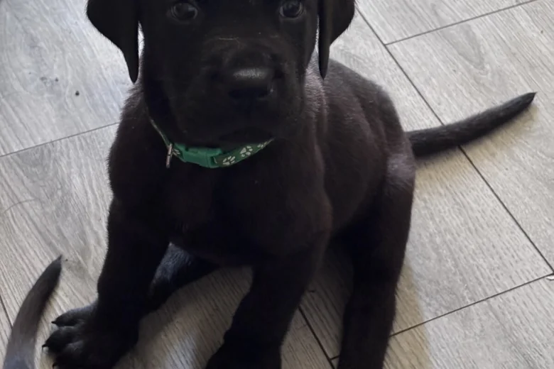 Great Dane